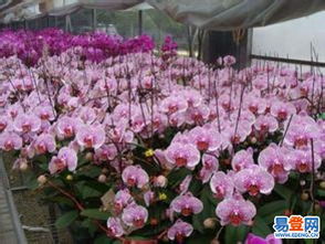 菏澤曹縣230畝優質肥沃平整土地出租，助力花卉苗木產業發展